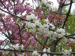 Fiori di ciliegio rosa e bianchi a Brusimpiano